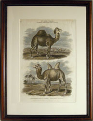 Camels  Ency. Londonensis